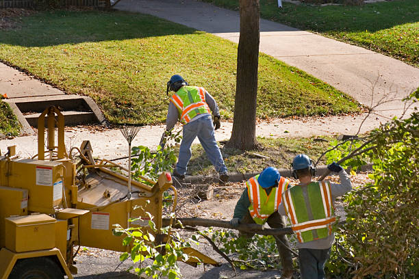 Emergency Storm Tree Removal in Hollister, MO